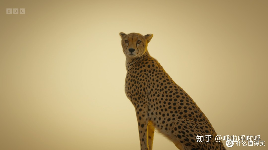 2022年4K超清纪录片精选重磅推荐873 / 作者:叫啥不行靠 / 帖子ID:116421