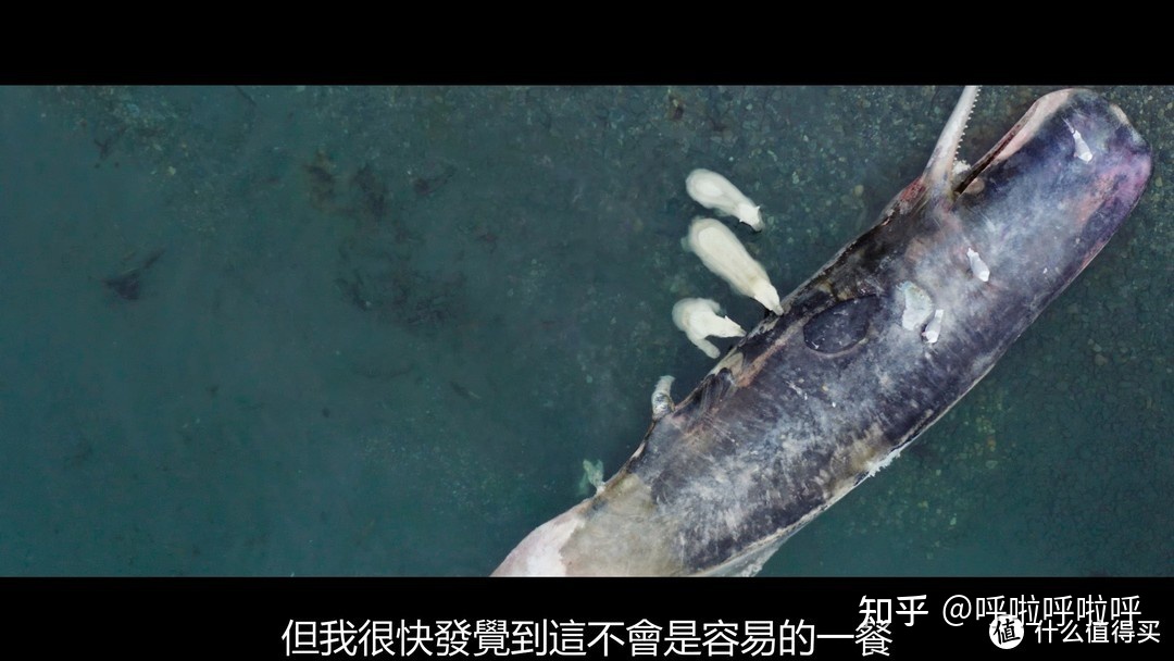 2022年4K超清纪录片精选重磅推荐580 / 作者:叫啥不行靠 / 帖子ID:116421