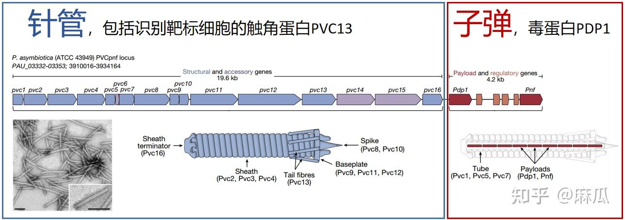 张锋最新 Nature 论文改造出全新蛋白质定向递送系统，可能 ...583 / 作者:珍惜637 / 帖子ID:116445