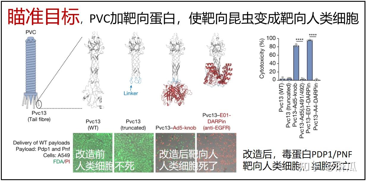 张锋最新 Nature 论文改造出全新蛋白质定向递送系统，可能 ...688 / 作者:珍惜637 / 帖子ID:116445