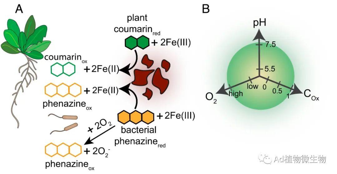 PNAS | 研究揭示次级代谢产物的化学生态学影响根际微生物 ...326 / 作者:爱可电子蓉 / 帖子ID:116465