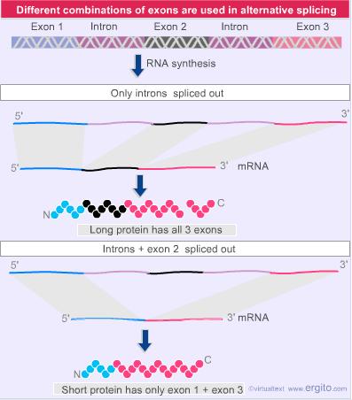 分子生物学整理|基因和DNA笔记（二）断裂基因813 / 作者:游戏乾坤 / 帖子ID:116478