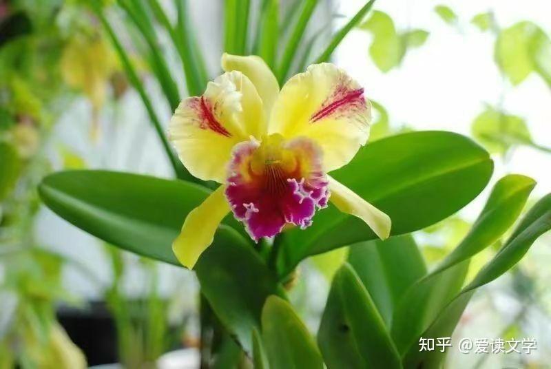 世界上最昂贵的室内植物762 / 作者:散漫竹子 / 帖子ID:116502