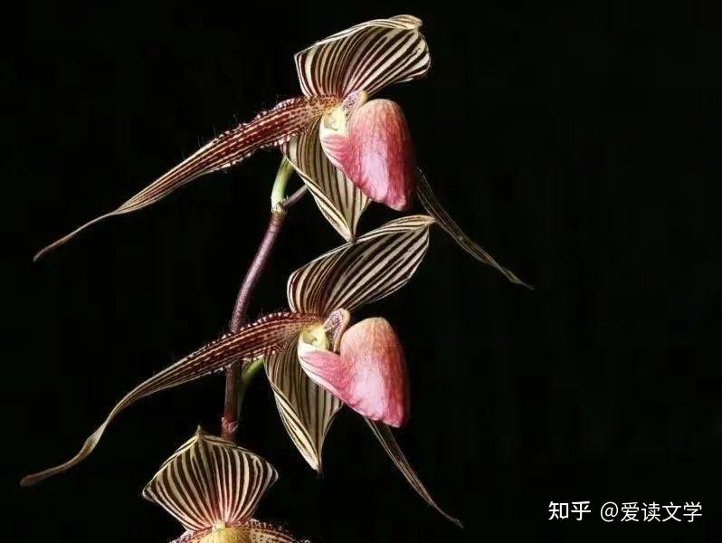 世界上最昂贵的室内植物954 / 作者:散漫竹子 / 帖子ID:116502