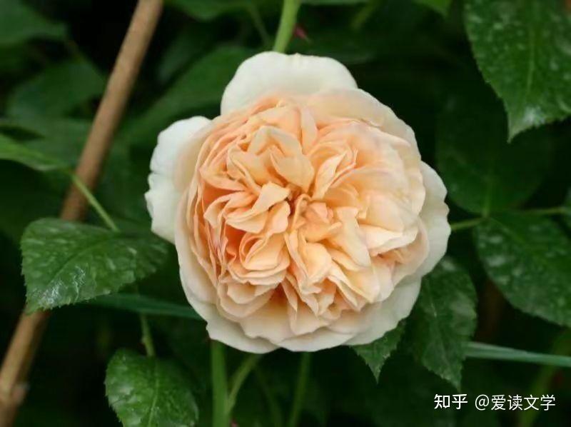 世界上最昂贵的室内植物404 / 作者:散漫竹子 / 帖子ID:116502