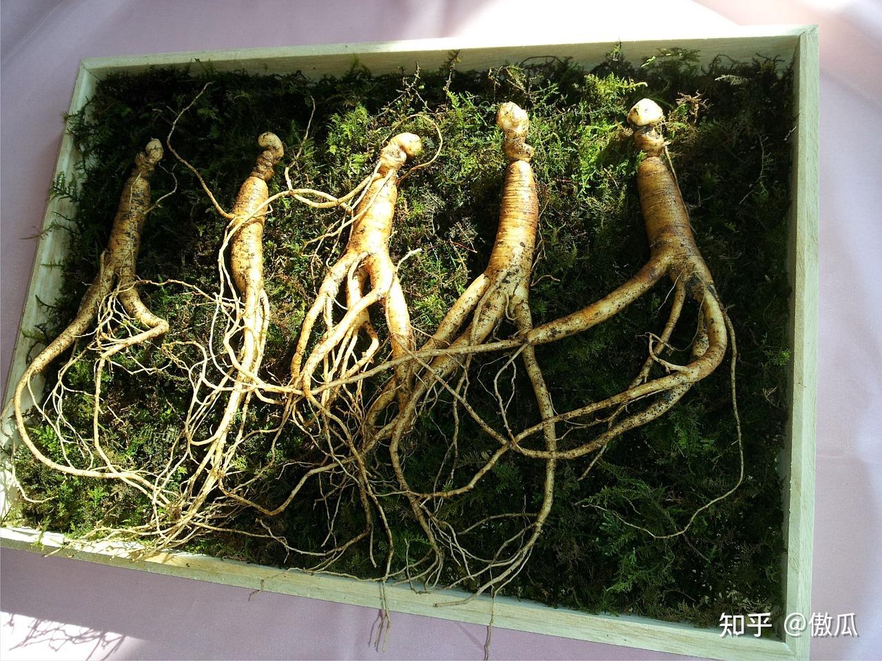 男性保健必知：探秘朝鲜珍贵药草世界中的人参和芝麻257 / 作者:aygx / 帖子ID:116846