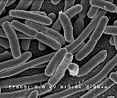 生物学是什么？709 / 作者:半老徐爷椒 / 帖子ID:118304