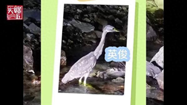 世界上最神秘的它，现身江西！299 / 作者:一网湖水沧 / 帖子ID:118308