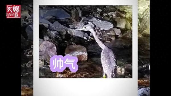世界上最神秘的它，现身江西！28 / 作者:一网湖水沧 / 帖子ID:118308