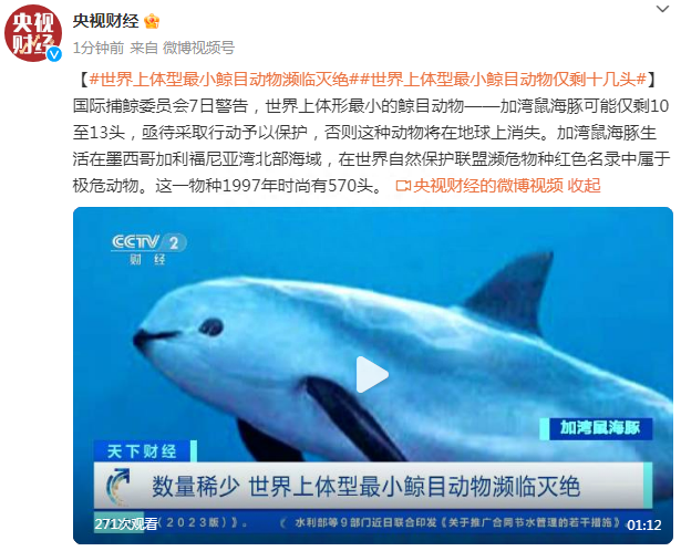 世界上体型最小鲸目动物加湾鼠海豚濒临灭绝，可能仅剩10至13头248 / 作者:xnyykd222 / 帖子ID:118316