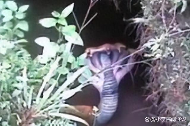民间怪谈：世界上最可怕的五大不明生物903 / 作者:叶505 / 帖子ID:119752