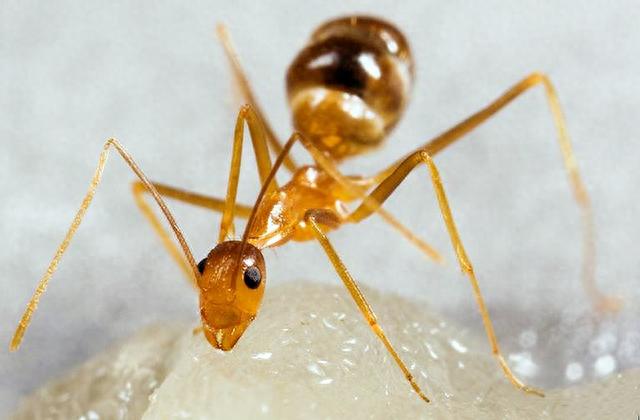 这太不可思议了！科学家发现有两套DNA的动物，生物学不存在了？929 / 作者:淡淡如菊795 / 帖子ID:120041