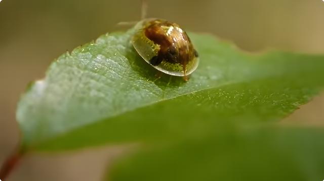 透明奇观、探秘世界上14种神秘的透明生物97 / 作者:哈哈小强呀 / 帖子ID:121429