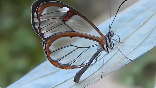 透明奇观、探秘世界上14种神秘的透明生物623 / 作者:哈哈小强呀 / 帖子ID:121429