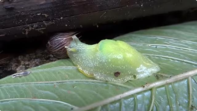 透明奇观、探秘世界上14种神秘的透明生物375 / 作者:哈哈小强呀 / 帖子ID:121429