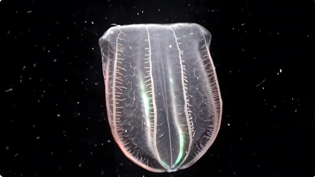 透明奇观、探秘世界上14种神秘的透明生物80 / 作者:哈哈小强呀 / 帖子ID:121429