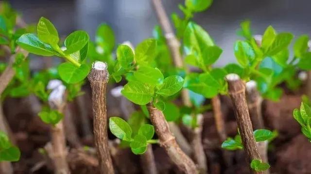 生物学繁殖技术，有性繁殖和无性繁殖685 / 作者:核桃脆 / 帖子ID:122256