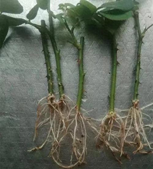 生物学繁殖技术，有性繁殖和无性繁殖99 / 作者:核桃脆 / 帖子ID:122256