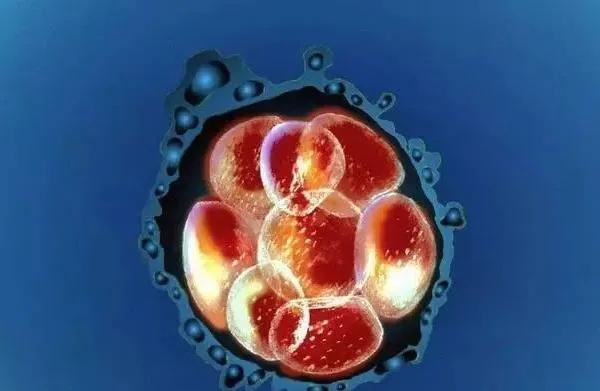 生物学繁殖技术，有性繁殖和无性繁殖136 / 作者:核桃脆 / 帖子ID:122256