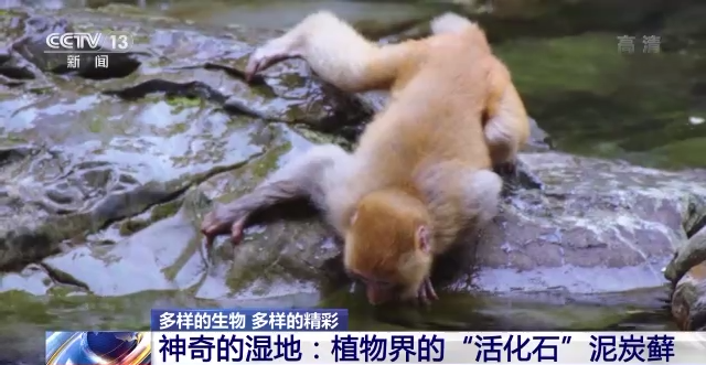 “地球之肾”有多重要？一起来了解神奇的湿地772 / 作者:123458086 / 帖子ID:122694