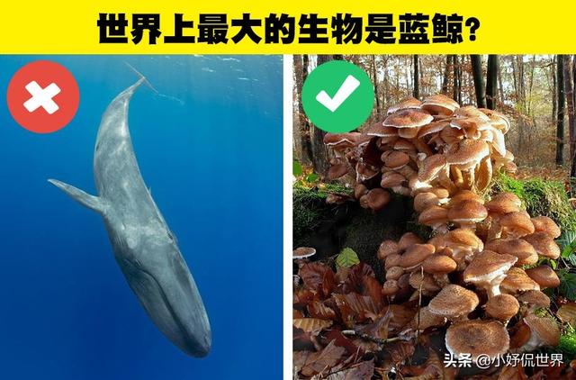 揭露：很多人长期错误相信的7个科学知识342 / 作者:123457245 / 帖子ID:122856