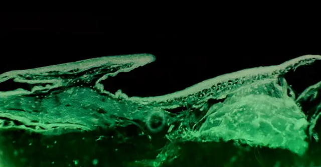 从神话到分子生物学，人类现在可以决定自己的演化了吗？365 / 作者:爱之关怀阿飞米 / 帖子ID:123126