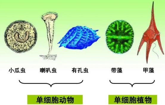 地球存在近45亿年！在人类文明出现之前，是否已经多次出现人类？913 / 作者:小灰363 / 帖子ID:123578