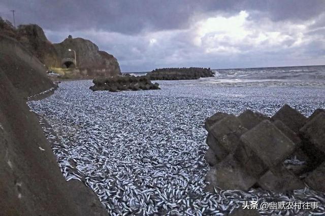神秘死鱼事件：日本海域惊现大规模死鱼，背后究竟隐藏了什么？800 / 作者:December2017 / 帖子ID:123684
