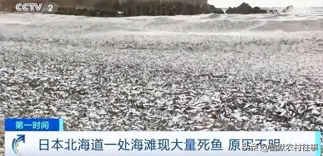 神秘死鱼事件：日本海域惊现大规模死鱼，背后究竟隐藏了什么？187 / 作者:December2017 / 帖子ID:123684
