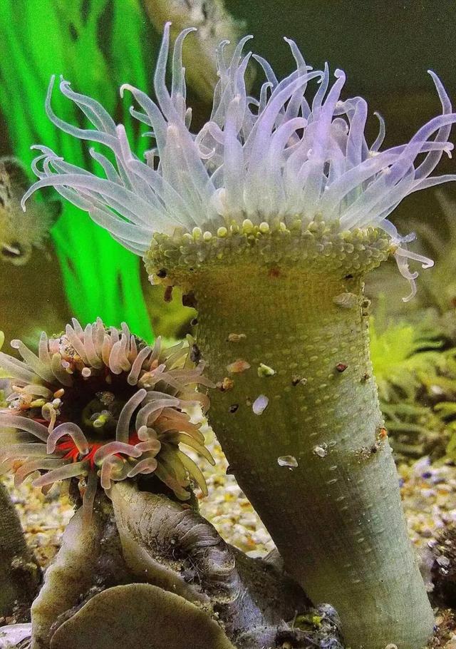 自然界里这36种奇怪又有趣的生物你都认识吗479 / 作者:lkbt123 / 帖子ID:123719