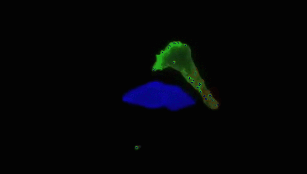 动图演示：为了你的健康，免疫系统在拼命！生物知识也可以很简单10 / 作者:liuyp1 / 帖子ID:123972
