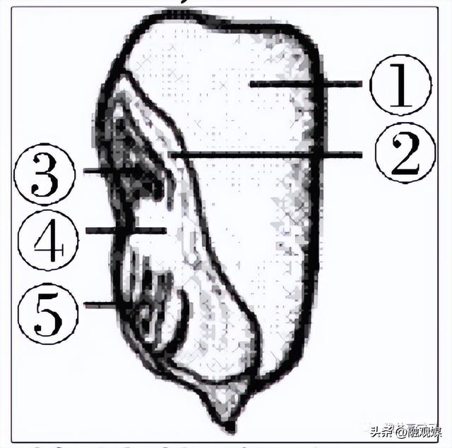 初中《生物》总复习——必背核心考点知识733 / 作者:不忘初心xrl / 帖子ID:123981