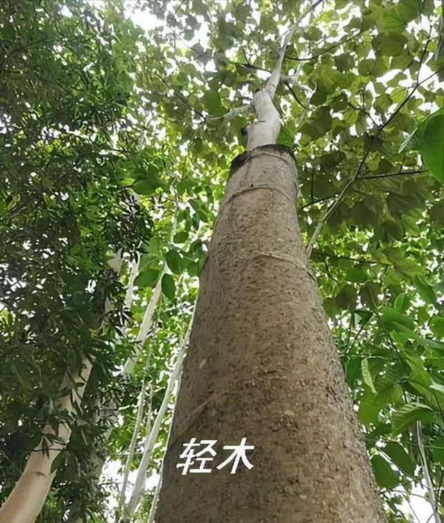 世界之最，你知道几个？（植物篇）57 / 作者:火柴200502 / 帖子ID:123986