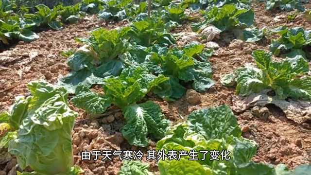 2020年神秘事件，对神帝感兴趣的请#持续关注作品。#未解之谜484 / 作者:岳兄弟散养家鸡 / 帖子ID:125709