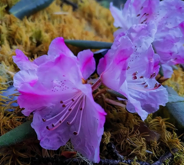 地球怎么了？已宣灭绝物种却频频重现，地球环境或在变好？865 / 作者:单旗镇砖客橙 / 帖子ID:126592