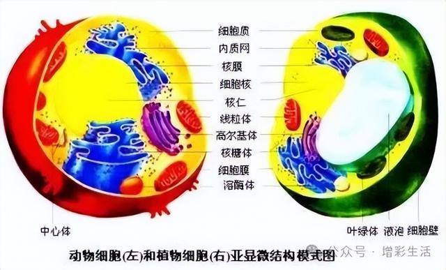 初中生物全册知识点总结（收藏备用）176 / 作者:壮壮妈2017 / 帖子ID:126788