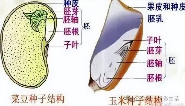 初中生物全册知识点总结（收藏备用）178 / 作者:壮壮妈2017 / 帖子ID:126788