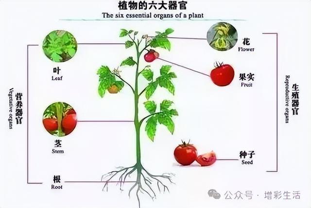 初中生物全册知识点总结（收藏备用）810 / 作者:壮壮妈2017 / 帖子ID:126788