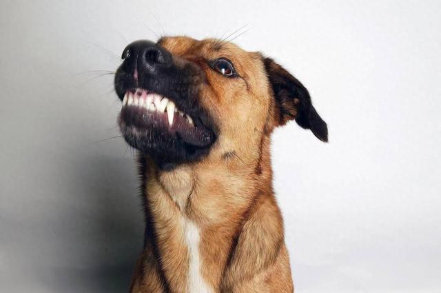 令人闻风丧胆的狂犬病，一文带你全了解｜世界狂犬病日228 / 作者:张玉萍Pilar / 帖子ID:128089