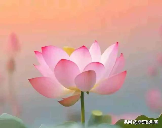 【 历史故事 】董卓强娶烈女遭痛斥！骂奸臣至死被誉为礼宗的传奇！-5.jpg