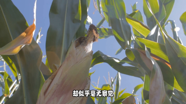吉林互助村鬼遮眼诡异灵异事件306 / 作者:維健廣律 / 帖子ID:128179