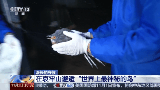 全球仅千只！在哀牢山邂逅“世界上最神秘的鸟”614 / 作者:liuyp1 / 帖子ID:128210