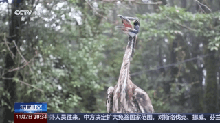 全球仅千只！在哀牢山邂逅“世界上最神秘的鸟”778 / 作者:liuyp1 / 帖子ID:128210