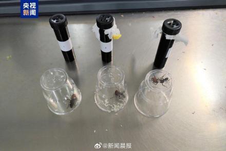江西南昌海关截获外来物种巨人恐蚁，是世界上体形最大的蚂蚁之一271 / 作者:眠眠不觉量 / 帖子ID:128342