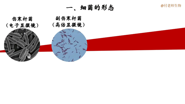 《细菌》2024新教材初中生物原创课件持续更新中······146 / 作者:风残殒落殒d / 帖子ID:128347