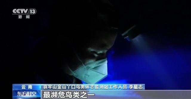 全球仅千只！在哀牢山邂逅“世界上最神秘的鸟”337 / 作者:忆神姆原们 / 帖子ID:128385