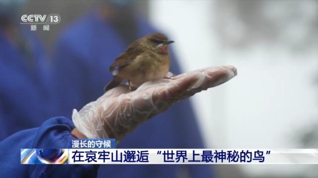 全球仅千只！在哀牢山邂逅“世界上最神秘的鸟”487 / 作者:忆神姆原们 / 帖子ID:128385