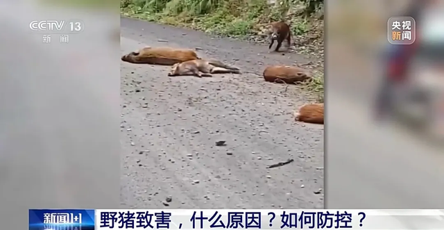 野猪泛滥原因何在？遇到了咋办，“装死”管用吗79 / 作者:精力束台经 / 帖子ID:128413