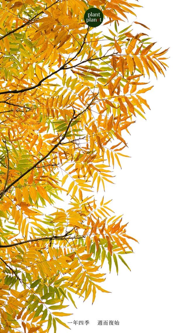 再不去捡无患子，地球要被洗干净了517 / 作者:教们边束千 / 帖子ID:128422