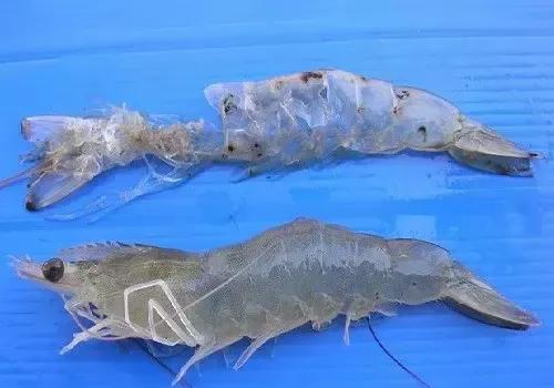 生物的奇妙生长与起源之谜 在自然界中26 / 作者:涨吧涨吧章 / 帖子ID:128431